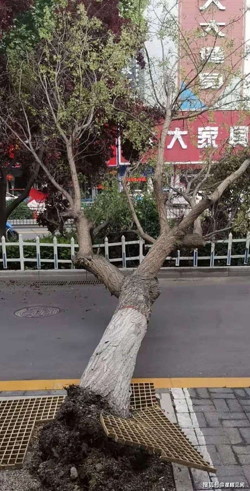 三门峡市绿化工程管理处紧急抢险树木 工程管理服务显担当